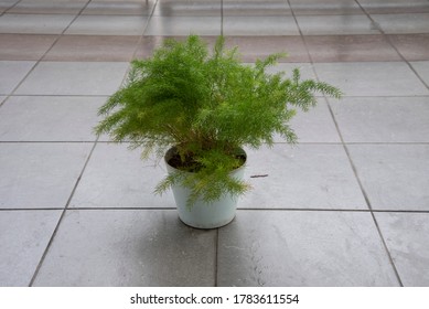 Common Green Asparagus Fern Houseplant