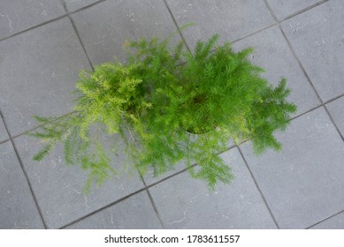 Common Green Asparagus Fern Houseplant