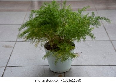 Common Green Asparagus Fern Houseplant