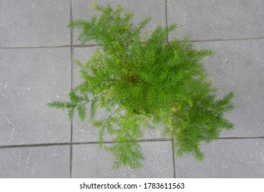 Common Green Asparagus Fern Houseplant