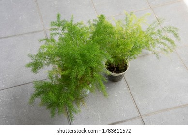 Common Green Asparagus Fern Houseplant