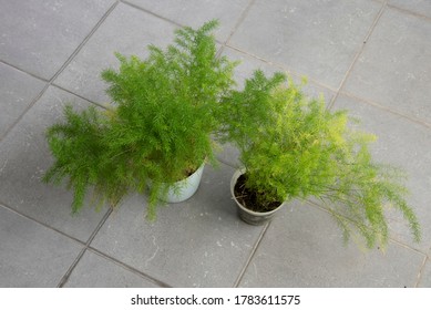 Common Green Asparagus Fern Houseplant