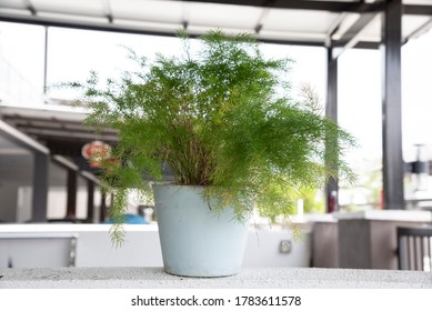 Common Green Asparagus Fern Houseplant