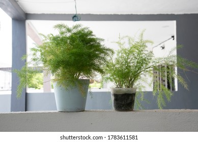 Common Green Asparagus Fern Houseplant