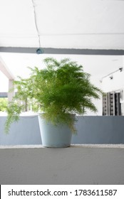 Common Green Asparagus Fern Houseplant