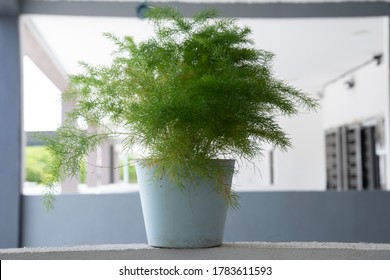 Common Green Asparagus Fern Houseplant