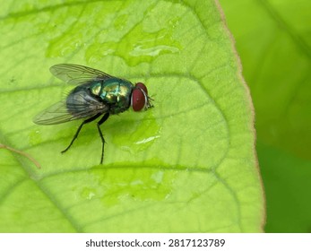 Common Green Bottle Fly on Fresh Green Leaf