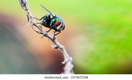 A common green bottle fly sitting on a stem. The common green bottle fly is a blowfly found in most areas of the world and is the most well-known of the numerous green bottle fly species