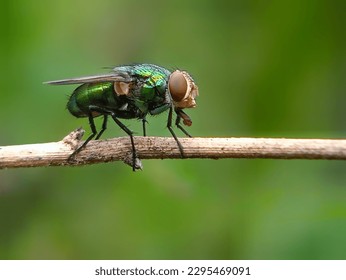 The common green bottle fly is a fly that is found in most areas of the world and is the best known of the many species of green bottle fly. Body length 10–14 mm – slightly larger than the house fly - Powered by Shutterstock