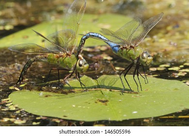 Common Green Darner Dragonflies (Anax junius) in tandem on a lily pad as female lays eggs in water