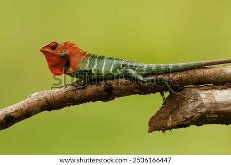 Common Green Forest Lizard - Calotes calotes, an agamid lizard found in the forests of the Western Ghats and the Shevaroy Hills in India, and Sri Lanka. Green reptile with red head.