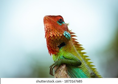 Common Green Forest Lizard On A Wooden Pole Posing So Proud, Orange Color Head And Green Saturated Changeable Color Skin Close Up, Blurred Soft Bokeh Background In Sinharaja Rain Forest.