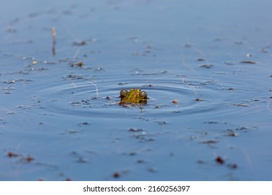 Common green frog croaking in the middle of a pond. Pelophylax perezi.