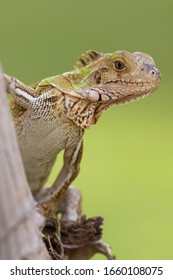 Common green Iguana in Aruba - Shutterstock ID 1660108075