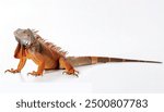 common green - orange phase - American iguana - Iguana iguana - is a large, arboreal, mostly herbivorous species of lizard Isolated on white background. Nuisance invasive species in South Florida.