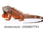 common green - orange phase - American iguana - Iguana iguana - is a large, arboreal, mostly herbivorous species of lizard Isolated on white background. Nuisance invasive species in South Florida.