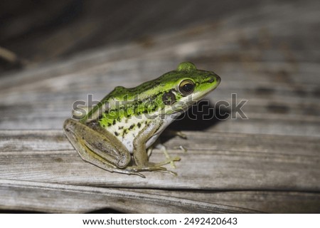 The Common green paddy frog - Hylarana erythraea and is also known as , Red-eared frog or Leaf frog on dry coconut leaves at night.