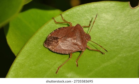 The common green shield bug (Palomena prasina) in brown winter colour