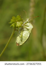 The common green shield bug (Palomena prasina), female holding on to a buttercup fruit