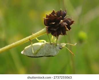 The common green shield bug (Palomena prasina), female holding on to a buttercup fruit