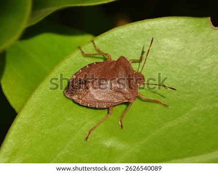 The common green shield bug (Palomena prasina) in brown winter colour