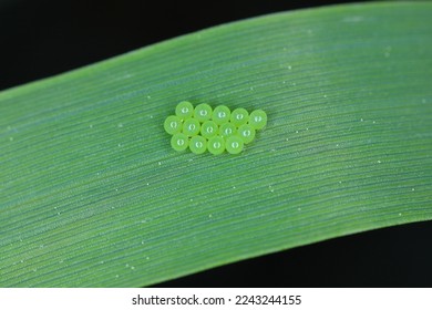Common Green Shieldbug eggs (Palomena prasina) on the cereal leaf. 