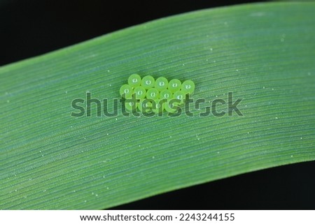 Common Green Shieldbug eggs (Palomena prasina) on the cereal leaf. 