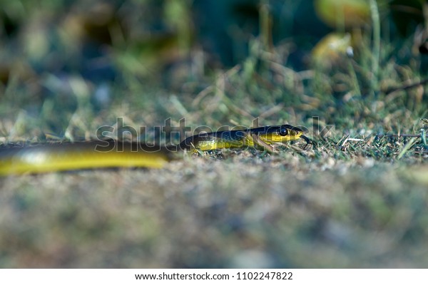 Common Green Tree Snakedendrelaphis Punctulatus Catching Stock