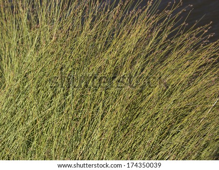 Common green  wetland grass  growing  near a lake  form a clumping mass  in spring and summer.