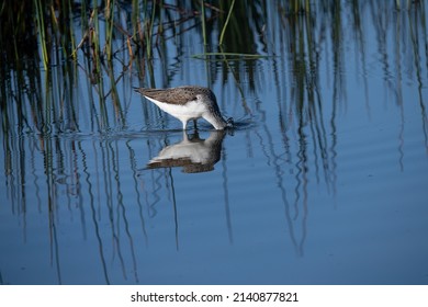 Common Greenshank In Motril Spain.