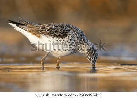 Common greenshank (Tringa nebularia) looking for food with head in the water.
