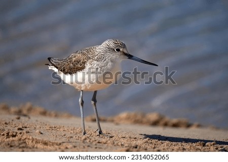 Common greenshank (Tringa nebularia) standing in the sand - overwintering at Playa de Sotavento de Jandia, Fuerteventura 