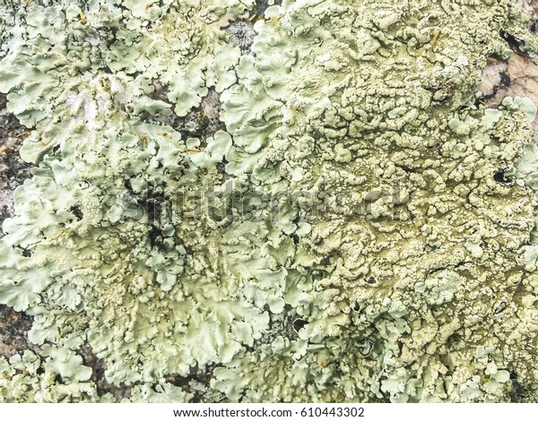 Common Greenshield Lichen Flavoparmelia Caperata Growing Stock Photo Edit Now 610443302