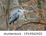 A common grey heron at a little pond called Jacobiweiher next to Frankfurt in Hesse, Germany at a cold day in winter.