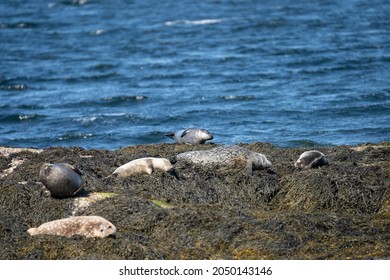 Common And Grey Seals On Seal Island In Loch Linnhe Scotland