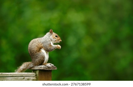 A common grey squirrel (Sciurus carolinensis) sitting on a garden fence post and feeding on a nut against a soft green background in the UK.