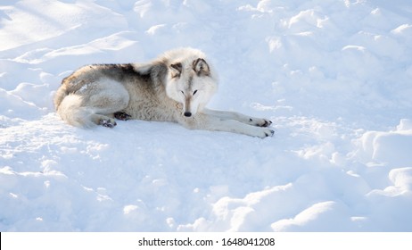 486 Wolf laying down Images, Stock Photos & Vectors | Shutterstock