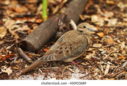 A Common Ground Dove