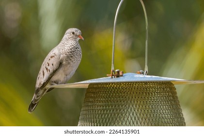 common ground dove bird - Columbina passerina - perched on bird seed feeder. Profile view with eye and feather detail