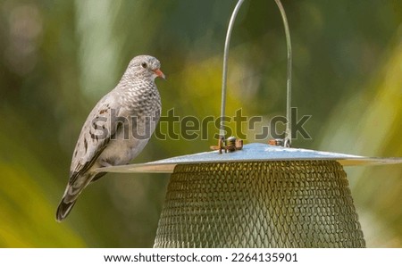 common ground dove bird - Columbina passerina - perched on bird seed feeder. Profile view with eye and feather detail