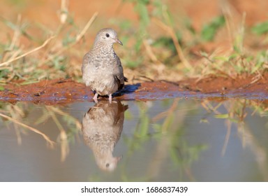 341 Texas dove Images, Stock Photos & Vectors | Shutterstock