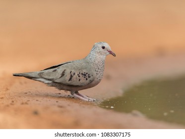 Common Ground Dove In Southern Texas USA