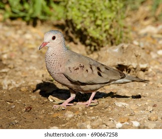 Common Ground-Dove On The Ground In South Texas