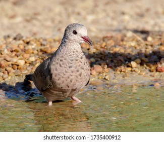 Common Ground-Dove at water's edge in South Texas