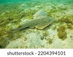 Common guitarfish at the bottom of Marsa Mubarak Bay, Egypt.