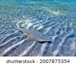 The common guitarfish Rhinobatos rhinobatos  cartilaginous fish in the family Rhinobatidae on the bottom of sea sand in Marsa Alam resort beach Egypt