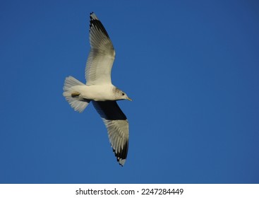 common gull (also known as sea mew) in flight with winter plumage - Shutterstock ID 2247284449