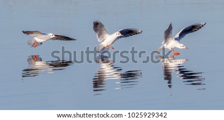 Common gull landing on lake.
