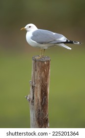 Common Gull Larus Canus