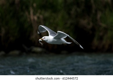 Common Gull, Larus Canus, Alaska